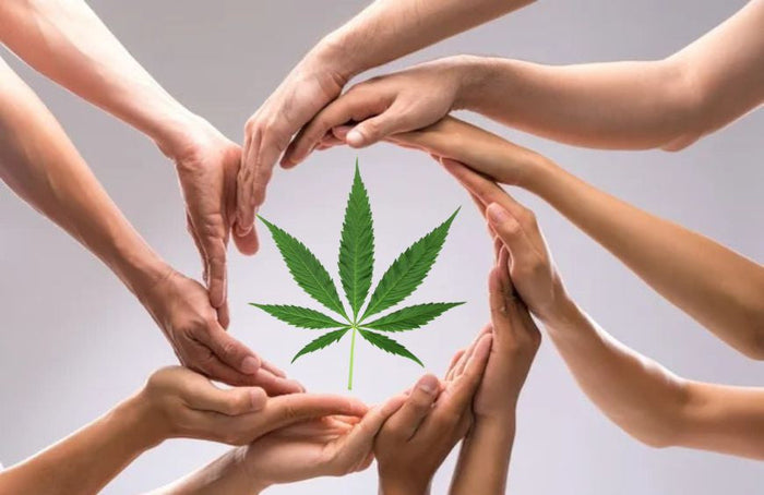 CBD: Alles wat u moet weten over het entourage-effect