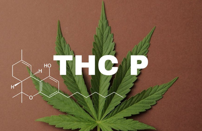 Wat is THCP: voordelen, risico's...