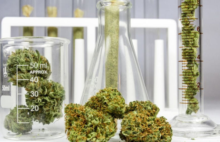 Wat is het verschil tussen CBDV en CBD?