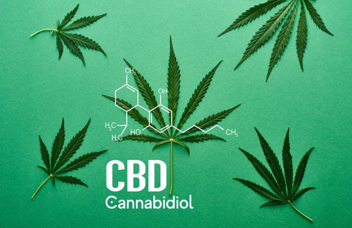 CBD in de schijnwerpers: inzicht in de groeiende populariteit ervan