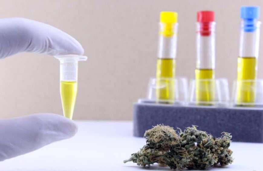 Hoe lang blijft CBD in de urine aanwezig?