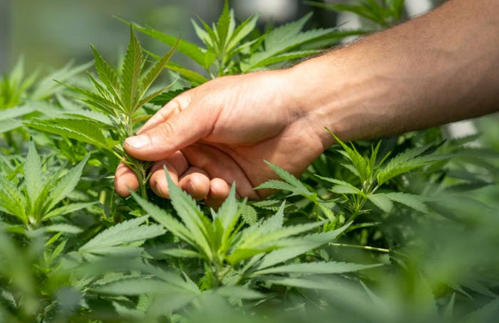 Hoe kunnen CBD en CBG de besluitvorming en het oplossen van problemen verbeteren?