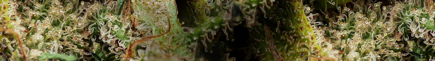 CBD voor € 1 per gram