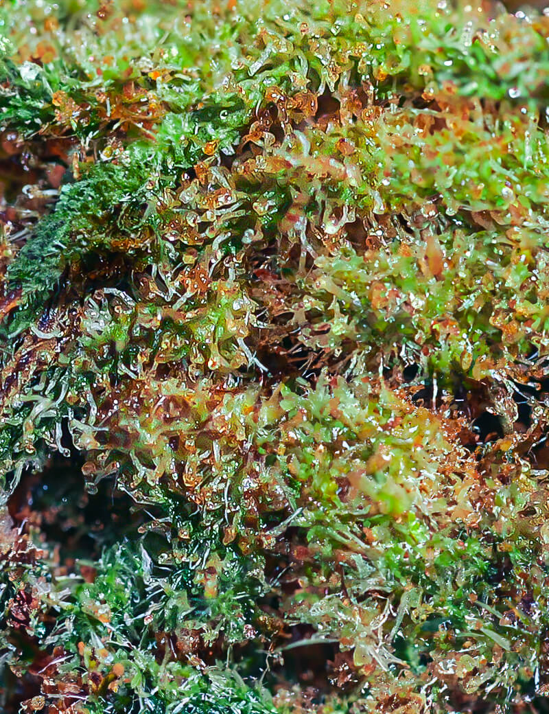 Kapitein Ed RAF Delta