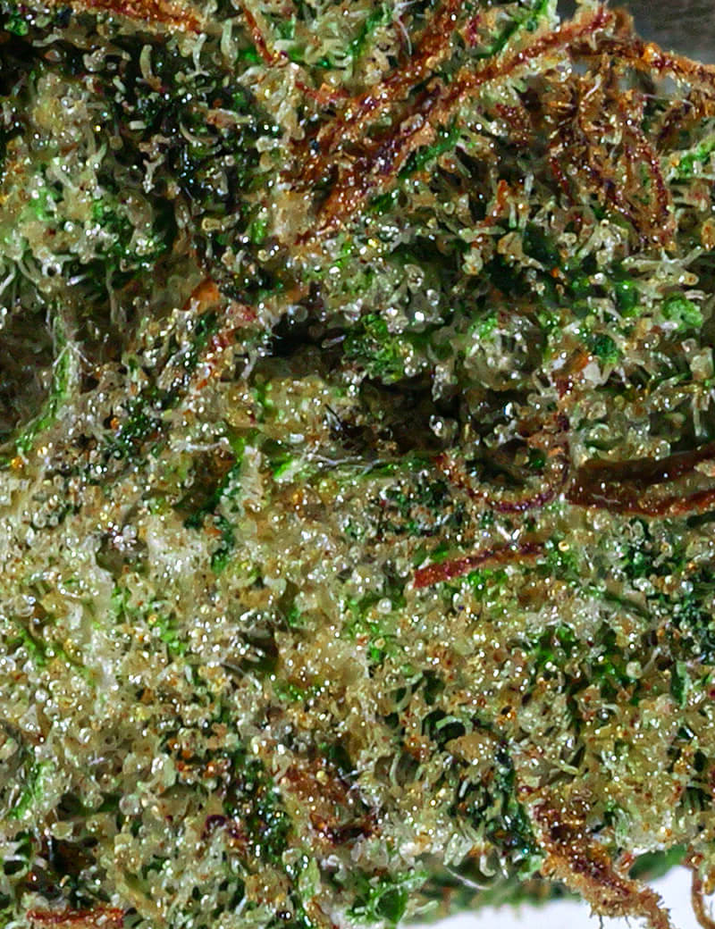 De heer Jack Herer RAF Delta